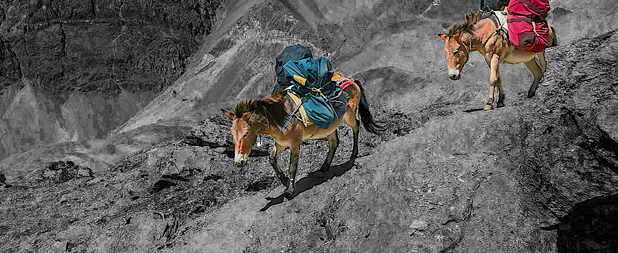 beast of burden mule